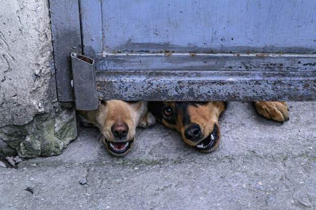 В Крыму зарегистрированы случаи заражения бешенством домашних собак
