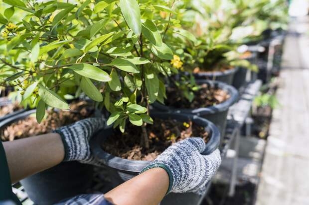 В Рязани стартует ярмарка «Сад-огород»: где и когда купить рассаду, саженцы и цветы