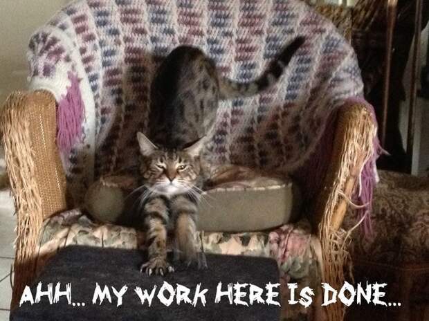 кошачье проявление любви (9)