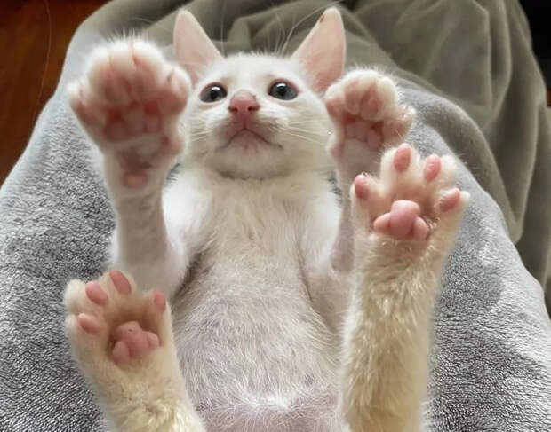 Без кота и жизнь не та
