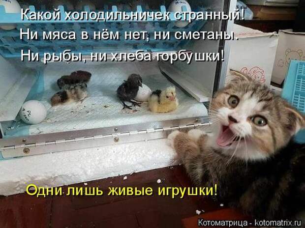 Лучшие котоматрицы недели (50 фото)