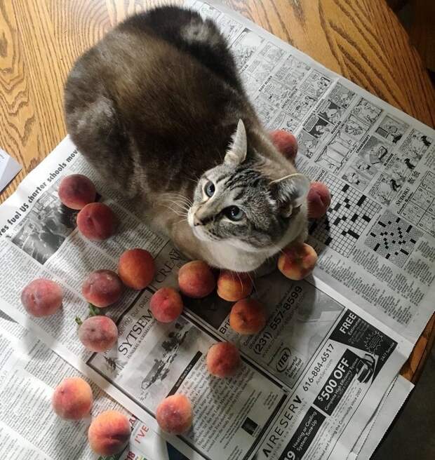 кот с персиками