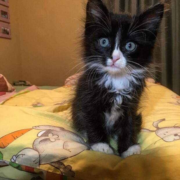 Без кота и жизнь не та