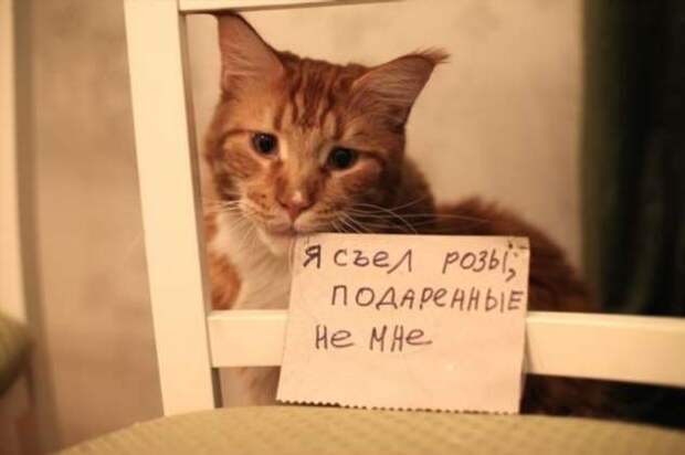 28 провинившихся котиков, которые признались в своих проделках