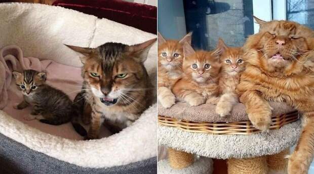 Блог - 13 эмоциональных фото животных, которые, похоже, не были готовы стать родителями 13 эмоциональных фото животных, которые, похоже, не были готовы стать родителями