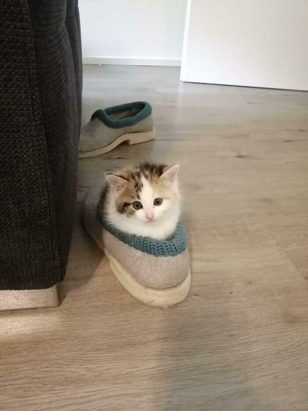 Незаконно маленькие котейки, которые своруют ваше сердце