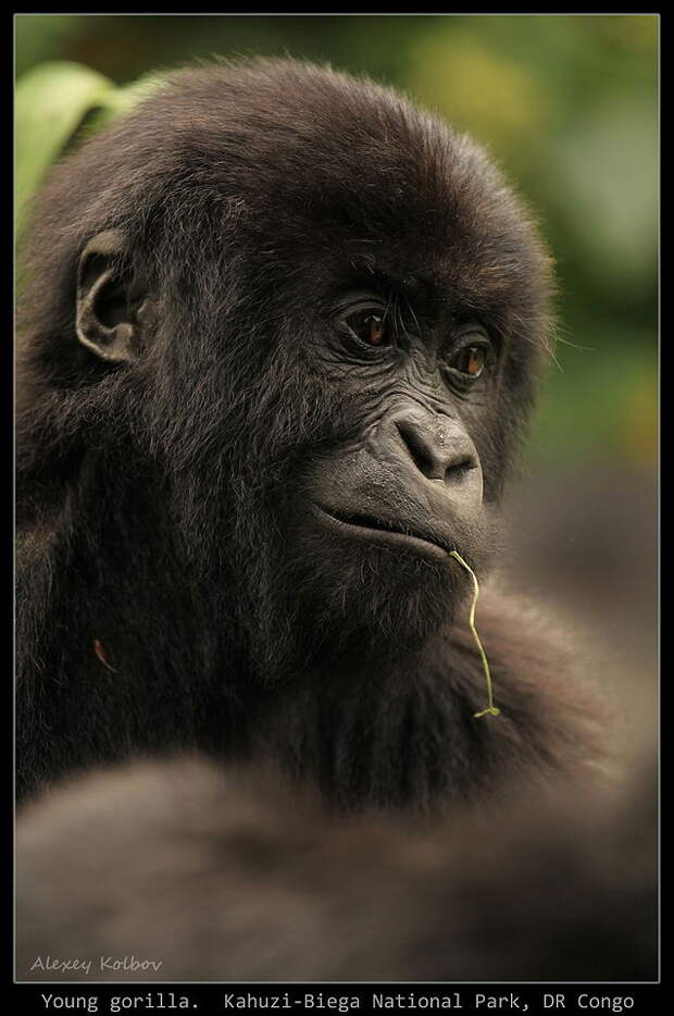 Большая африканская  авантюра: наши люди  в гостях у горилл