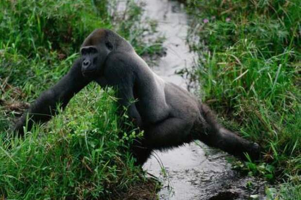 Речная горилла вымирание, животные, факты