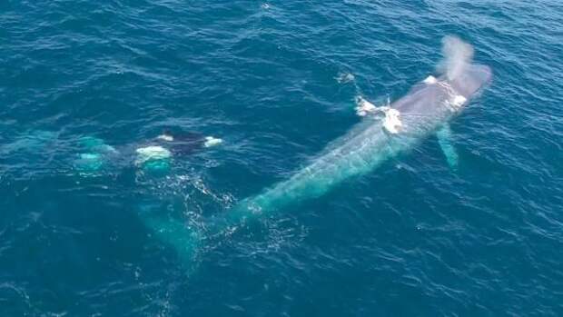 Косатки играют с синим китом: видео