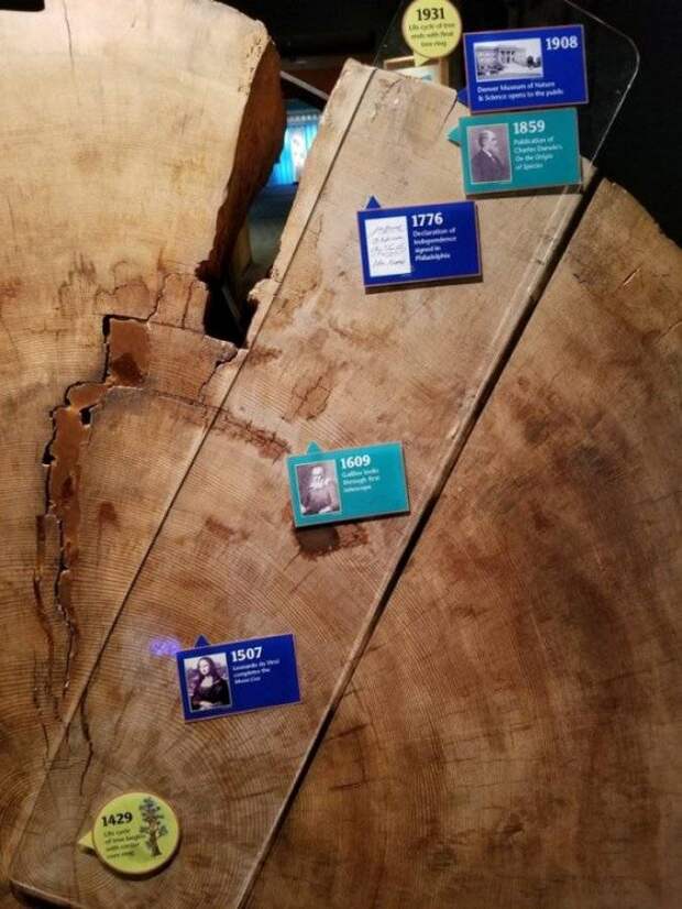 Что “помнит“ 500-летнее дерево. Из экспозиции Естественнонаучного музея Денвера.