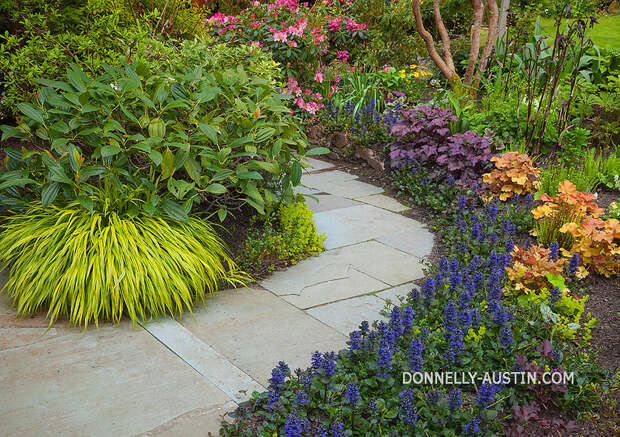 Vashon-Maury Island, WA: Pathway through a spring perennial garden featuring hakonechloa macra 'aureola', vibernum; ajuga, heucheras, and rhododendron
