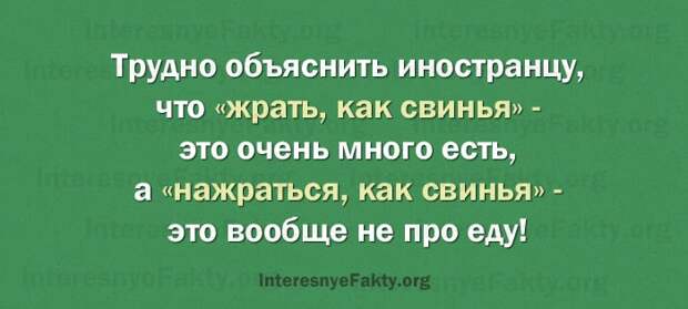 Особенности русского языка - INFOnotes