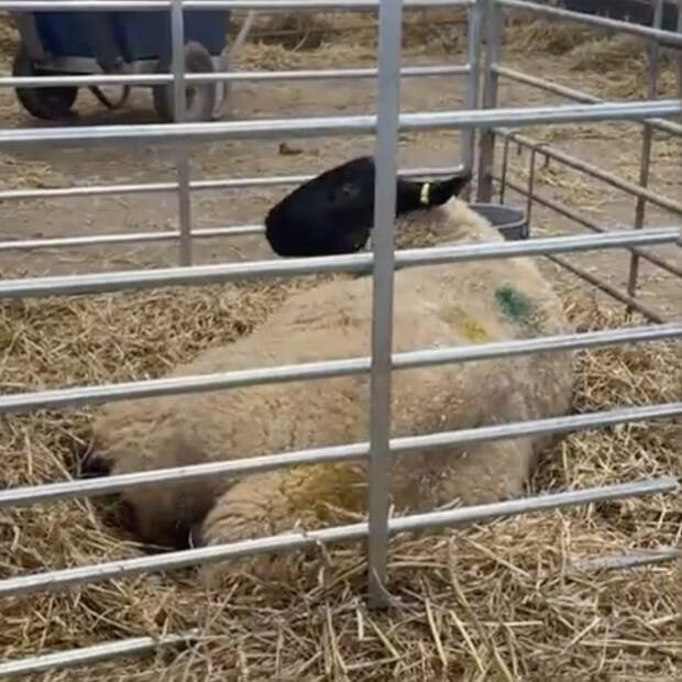 Самая одинокая овца впервые родила ягнят