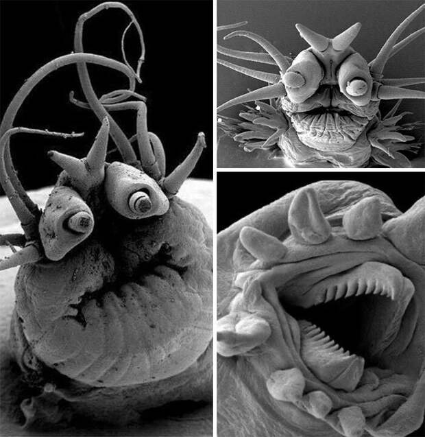 Глубоководные морские черви под электронным микроскопом