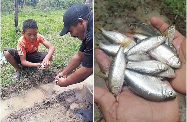 Ежегодный дождь из рыбы: самый необычный ливень Гондураса