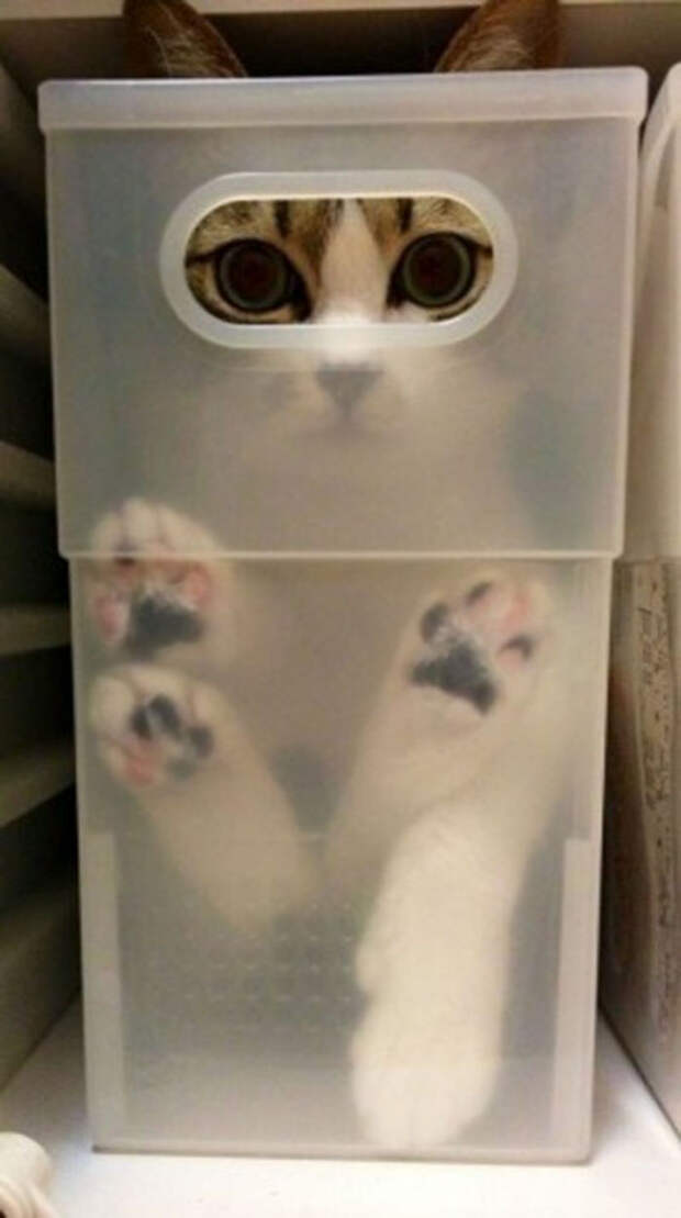 Кошки помещаются во всем