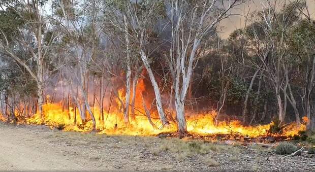 Многие уже выгоревшие территории всё ещё угрожают повторными пожарами - источники огня могут скрываться под обвалившимися деревьями Фото: REUTERS