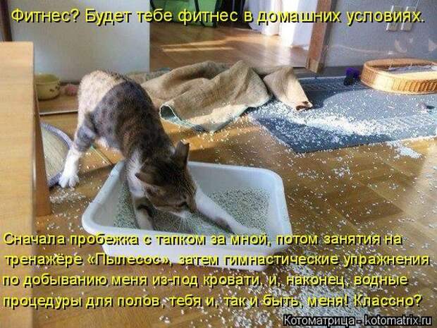 Лучшие котоматрицы недели (50 фото)