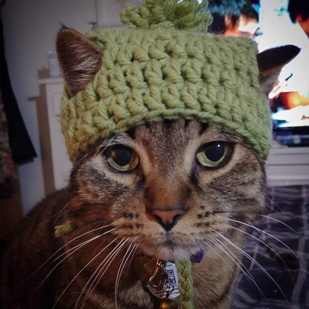Котейки, знающие толк в моде на милые шапочки Котейки, знающие толк в моде на милые шапочки