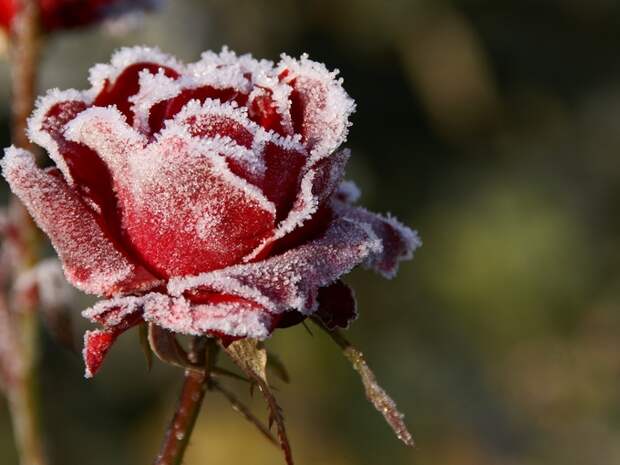Как укрыть розы на зиму и не наделать ошибок