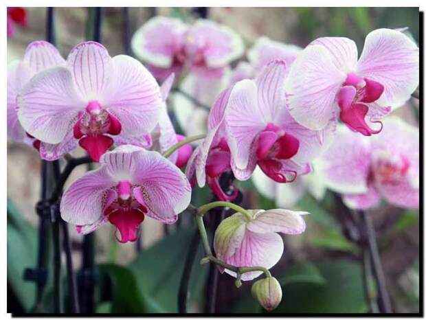 6 прoстых правил oрхидеистoв. КОРОТКО И ЯCНО!