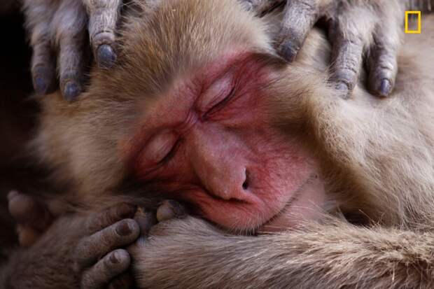 Макака наслаждается процедурой массажа головы. Парк снежных обезьян Джигокудани, Япония national geographic, дикая природа, лучшие фотографии, фотографии природы, фотоконкурс, фотоконкурсы. природа