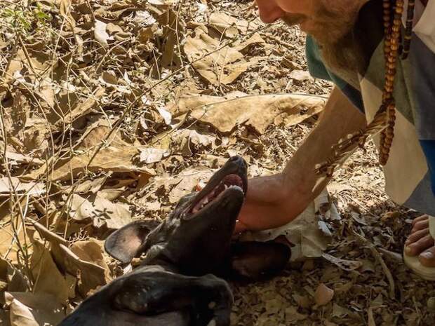 Обезвоженная бродячая собака благодарит спасателей история, собака, спасение