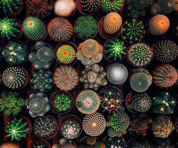 23 Wonderful Symmetrical Plants