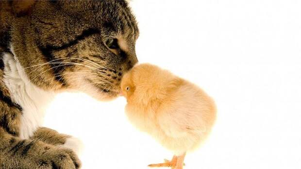 Уже не раз сообщалось о случаях, когда кошки становились приемными родителями для птенцов