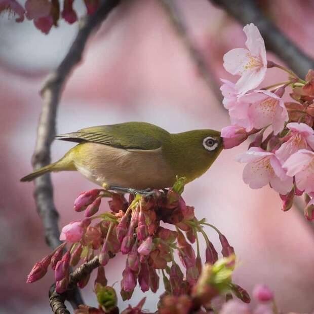 Nature In Japan In The Visual Haiku Style