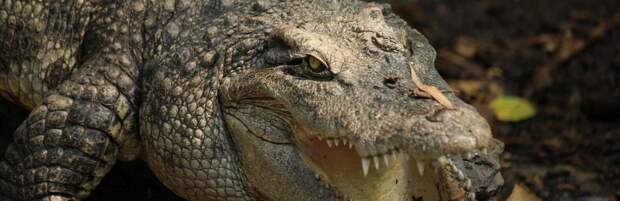 Кровь стынет в жилах: кормление крокодилов показали в зоопарке Алматы