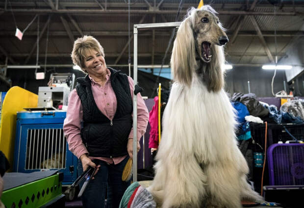 Конкурс собачьей красоты: Westminster Kennel Club 2018