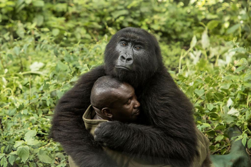 Плывущий медведь и морской дракон: лучшие фотографии BigPicture Natural World 2019