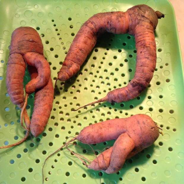 Особенно часто встречается уродливая морковка генетические уродства, интересно, мутация, необычные явления