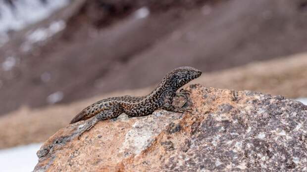 Ящерица в Перу покорила рекордную для рептилий высоту в 5400 метров