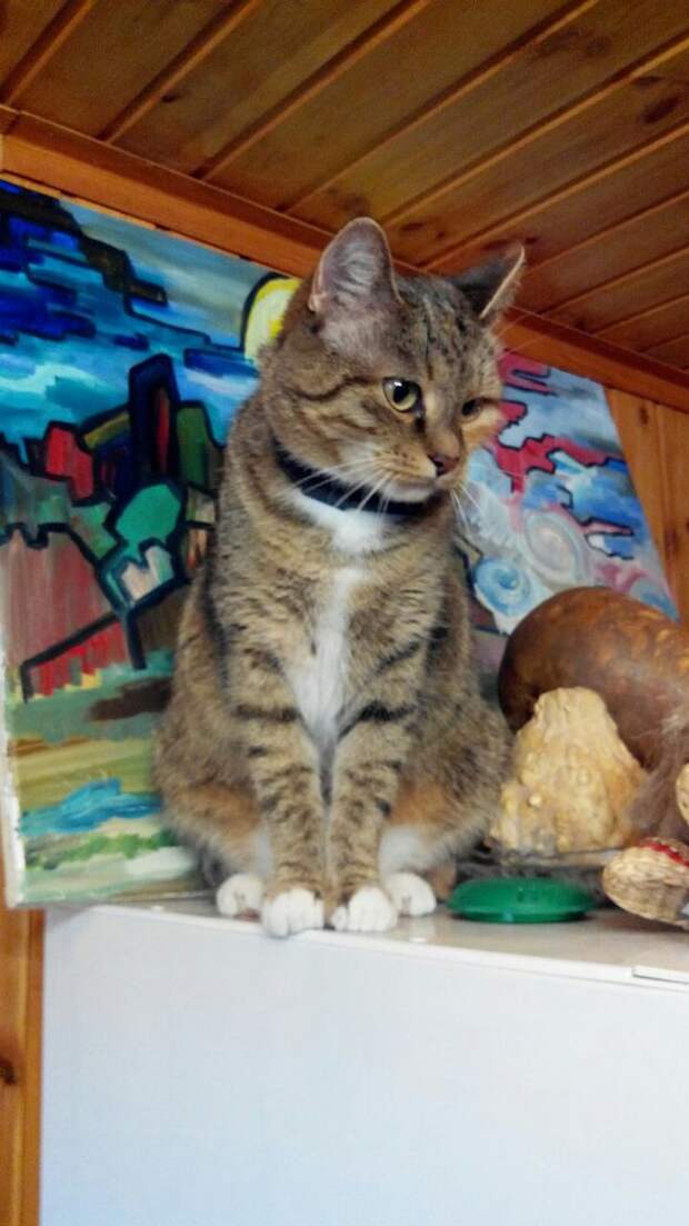 кот сидит