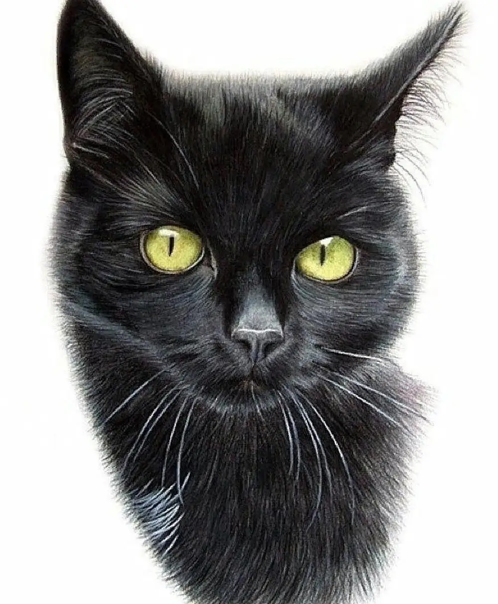 Черный кот рисунок
