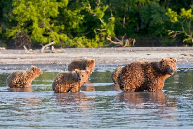 Не будем забывать, что еще одной достопримечательностью Камчатки является ее богатая фауна. В Курильском озере большое количество нерки, которая привлекает сюда бурых медведей. В конце лета здесь собирается порядка 200 особей. Russia, travel, животные, камчатка, факты