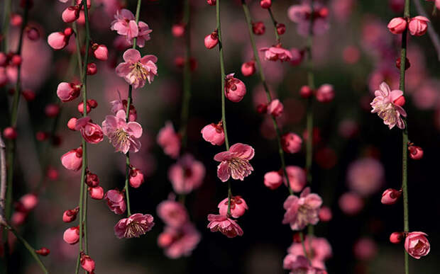 Как в Японии цветет сакура