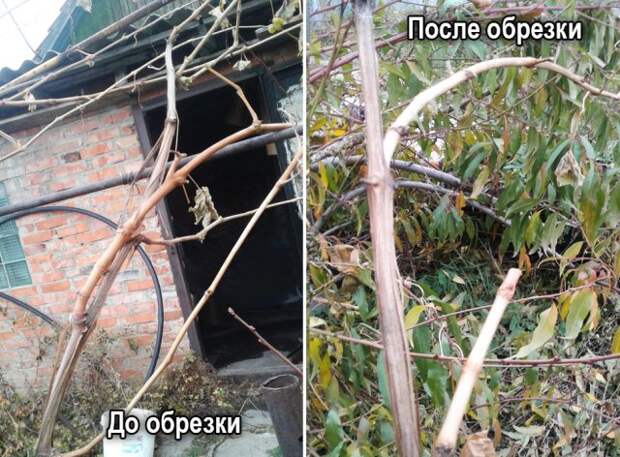 Обрезка винограда