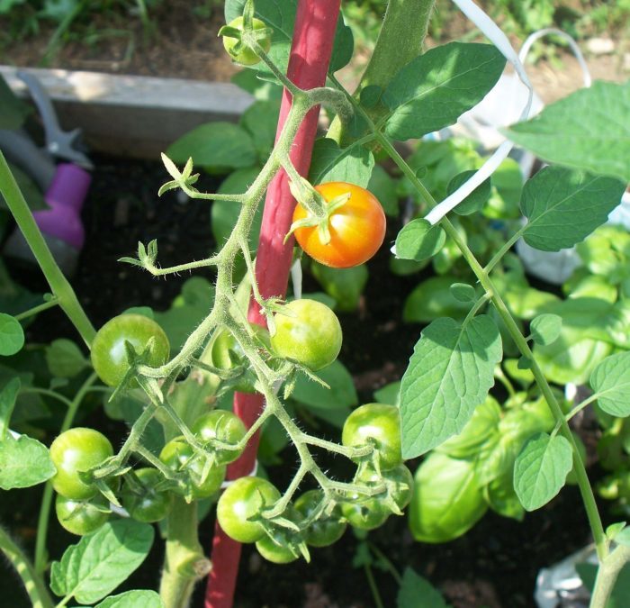 10 продуктов питания, потерпевших исторические метаморфозы Овощи, Фрукты, Ягода, Селекция, История, Еда, Из сети, Длиннопост