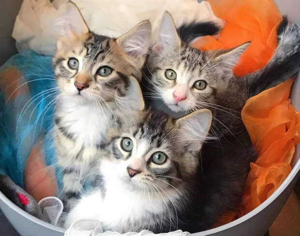 Без кота и жизнь не та