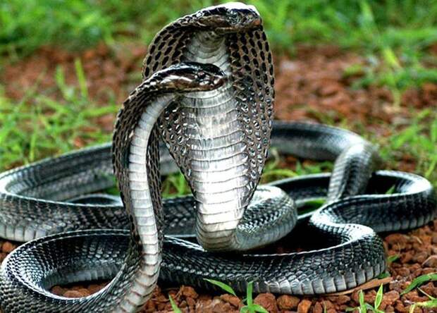 Запасом своего яда королевская кобра может убить 20 человек или слона. информация, картинки, факты