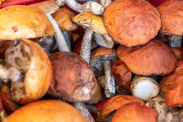 Первый летний слой грибов появился в лесах Петербурга и Ленобласти