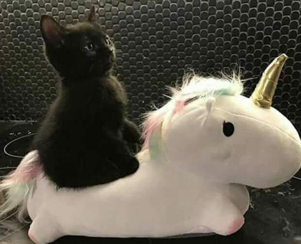 милые фото черных кошек