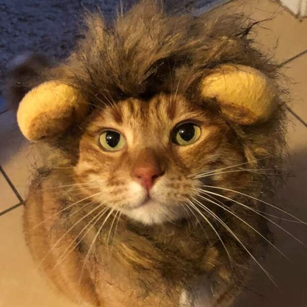 Котейки, знающие толк в моде на милые шапочки Котейки, знающие толк в моде на милые шапочки