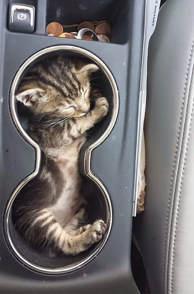 Кошки помещаются во всем