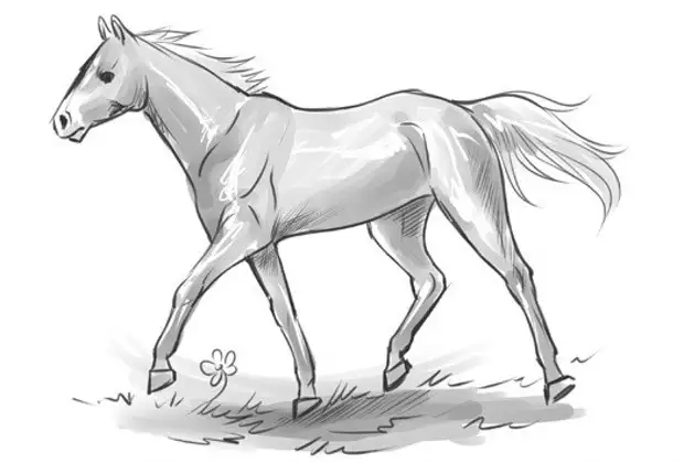 Стоит лошадь рисунок - 86 фото