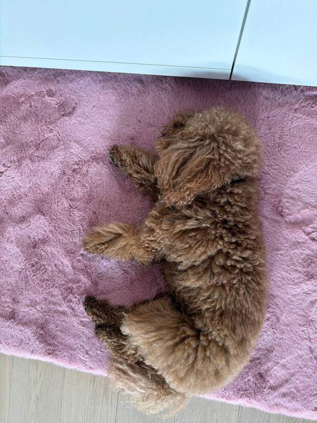 Надежда Сысоева рассказала о болезни любимого пса