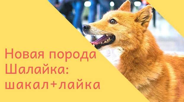 Шалайка - В России официально появилась новая порода собак